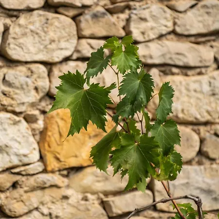 Tatil Evi Borgo Del Piano 