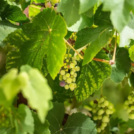 Vakantiehuis Borgo Del Piano 