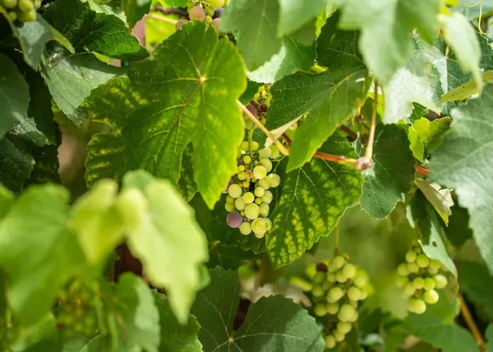 Tatil Evi Borgo Del Piano 