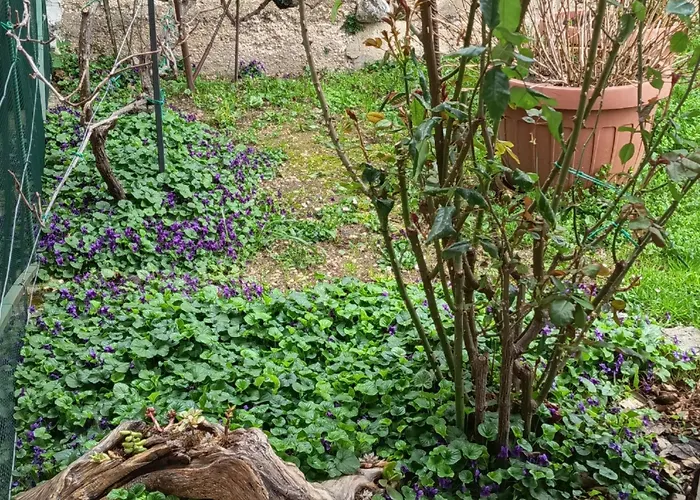 Tatil Evi Borgo Del Piano 